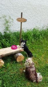 Bonjour tout le monde toutou bar