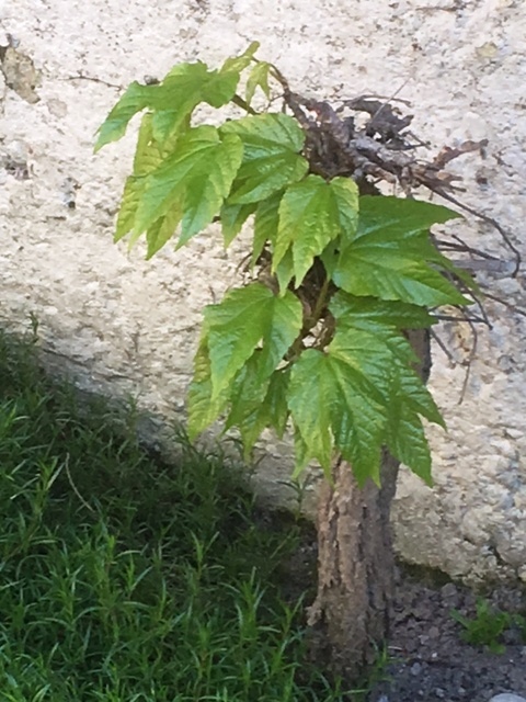 La Carte des vins Vigne