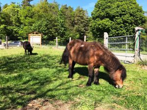 Bonjour tout le monde poney shetland