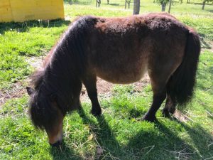 Bonjour tout le monde poney shetland